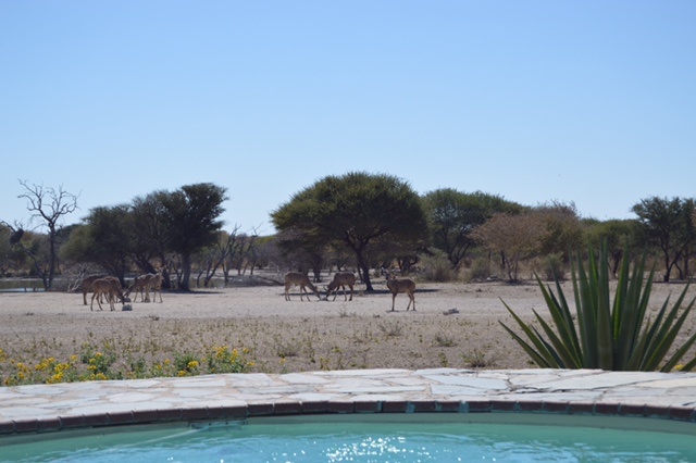 BOKAMOSO SAFARI LODGE